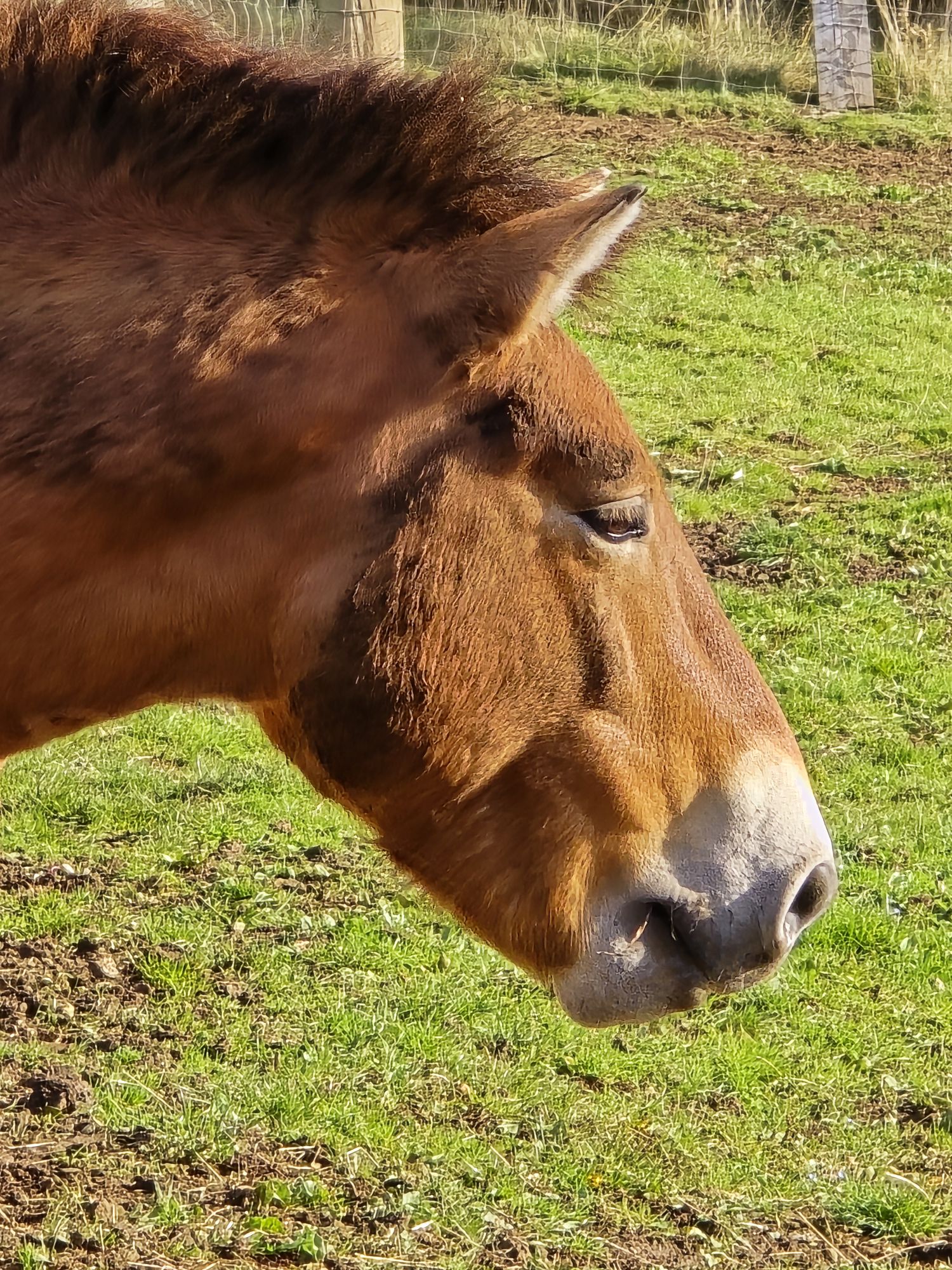 Prezwalskis Wild Horse at Edinburgh Zoo