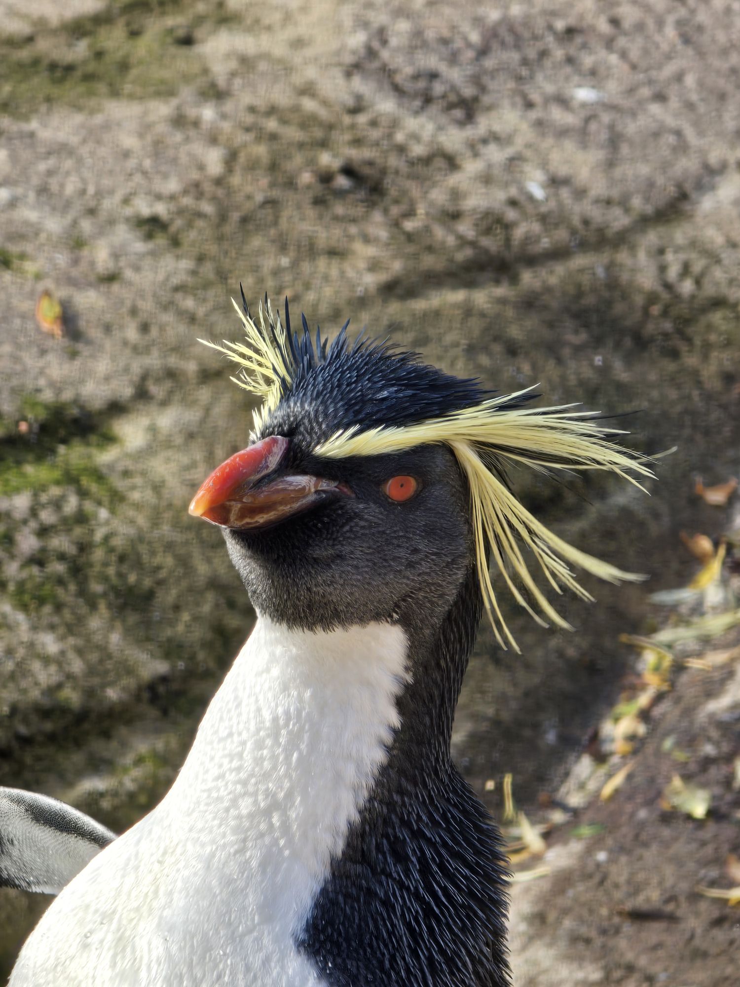 Rockhopper Penguin